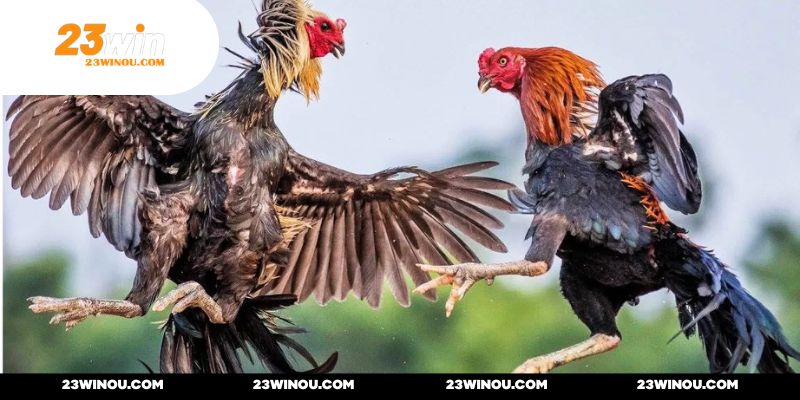 23WIN thường xuyên update nhiều hình thức thi đấu mới