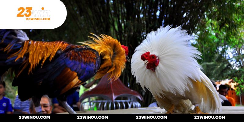 Bầu không khí sôi động trọn vẹn khi truyền trực tiếp