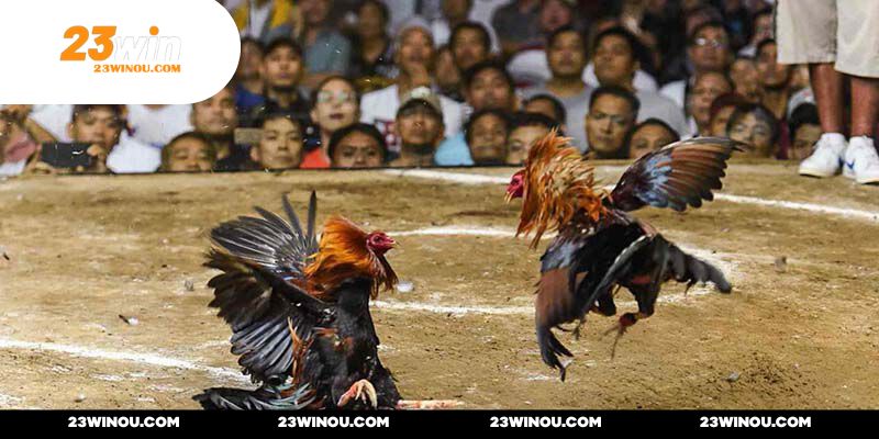 Đá gà Campuchia C3 quy tụ dàn chiến binh tầm trung