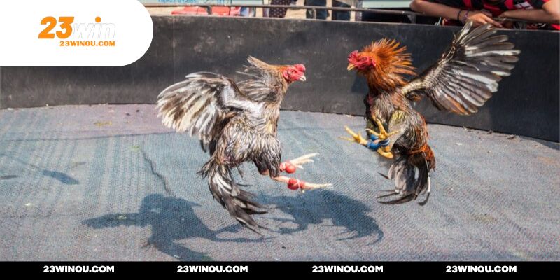 Học hỏi kinh nghiệm từ đồng môn và cao thủ trong giới