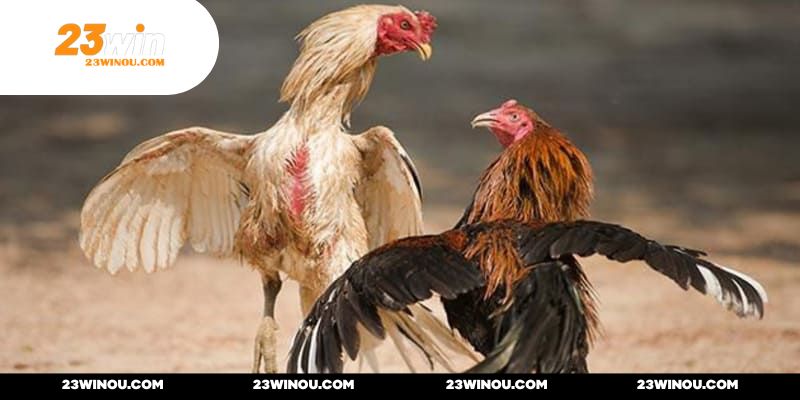 Phiên đấu hấp dẫn với hình ảnh rõ nét cùng âm thanh sống động