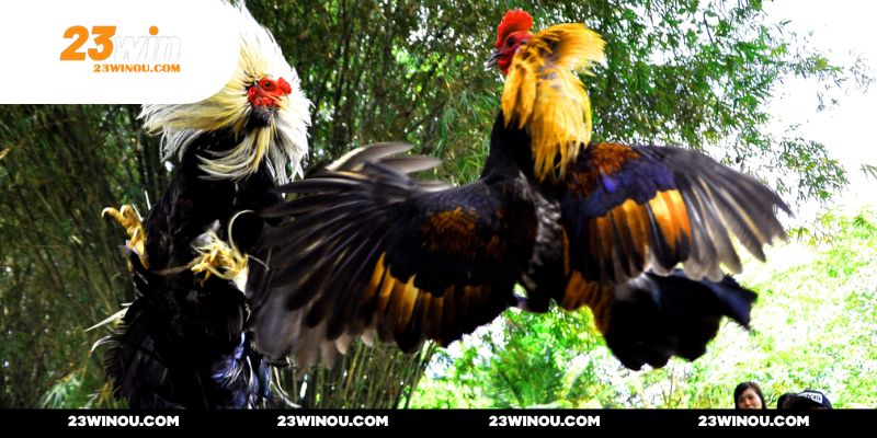 Thoải mái vào tiền cho ba cửa cược với mức trả thưởng cao