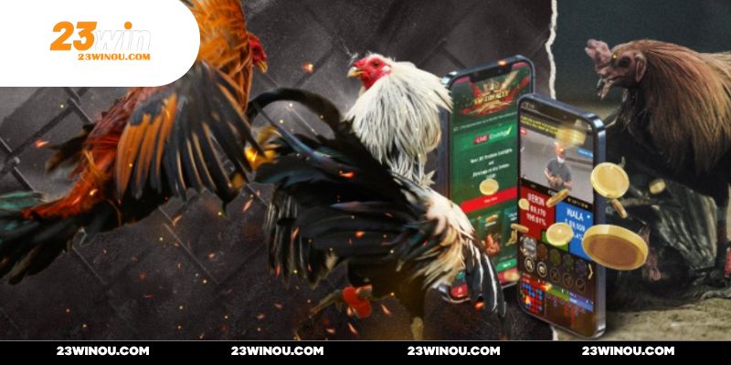 Đá Gà Mỹ Cựa Dao - Siêu Phẩm Giải Trí Đình Đám Tại 23WIN