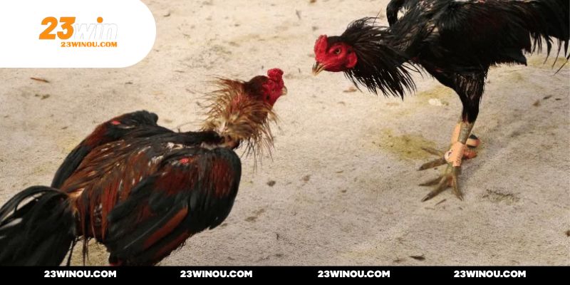 Live Đá Gà Trực Tiếp - Chia Sẻ Kiến Thức Chi Tiết Cho Tân Thủ